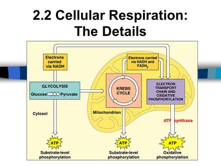 2.2 Cellular Respiration: The Details