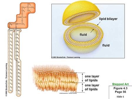 Slide 1 lipid bilayer fluid one layer of lipids one layer of lipids Stepped Art Figure 4.3 Page 56.