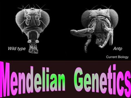 Mendelian Genetics.