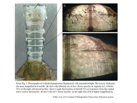 From Fig. 1: Photographs of a finished preparation illuminated with transmitted light. The box in i indicates the areas magnified in ii and iii. (ii) shows.