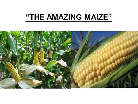 “THE AMAZING MAIZE”.