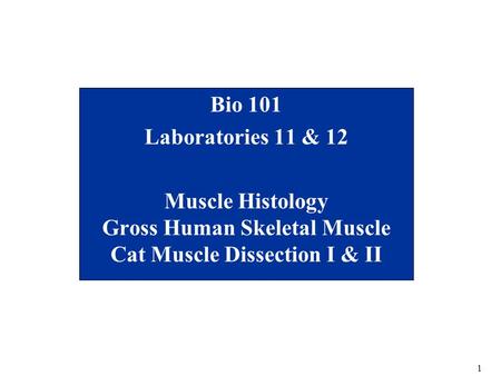 Bio 101 Laboratories 11 & 12 Muscle Histology Gross Human Skeletal Muscle Cat Muscle Dissection I & II 12 slides, 20 min.