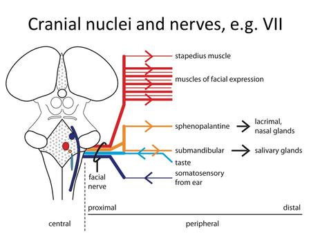 Cranial nuclei and nerves, e.g. VII