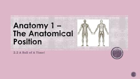 2.2 A Ball of A Time!. Anatomists have agreed on a standardised position for the human body in all cases. It is known as the anatomical position.