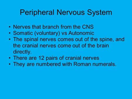 Peripheral Nervous System