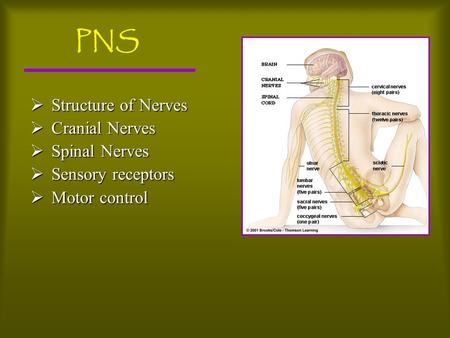 PNS  Structure of Nerves  Cranial Nerves  Spinal Nerves  Sensory receptors  Motor control.