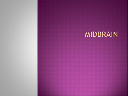  forms a transition (and fiber conduit) to the cerebrum  also contains a number of important cell groups, including several cranial nerve nuclei.