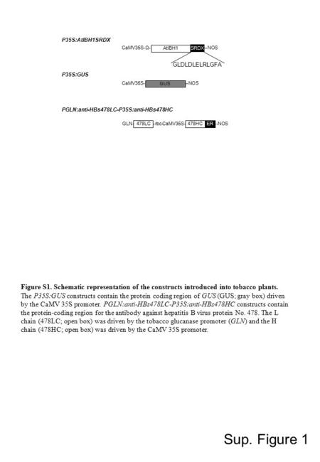 Sup. Figure 1 P35S:AtIBH1SRDX P35S:GUS CaMV35S----------------------------NOS GUS CaMV35S-Ω-------------------------------------NOS AtIBH1 SRDX GLDLDLELRLGFA.