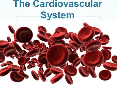 The Cardiovascular System