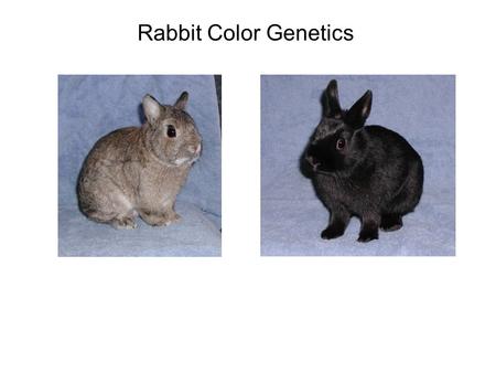 Rabbit Color Genetics.