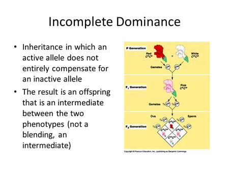 Incomplete Dominance Inheritance in which an active allele does not entirely compensate for an inactive allele The result is an offspring that is an intermediate.