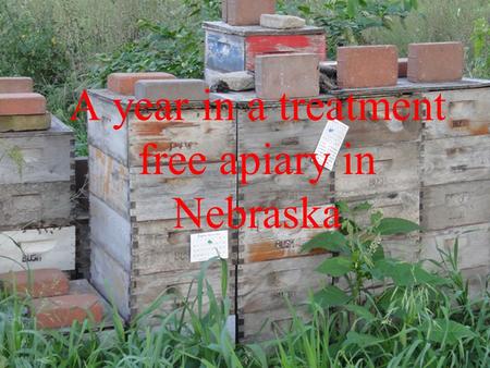 A year in a treatment free apiary in Nebraska. Presentations online Before you take copious notes, all these presentations are online here: