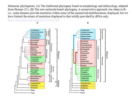 Biology 3701 Metazoan phylogenies. (A) The traditional phylogeny based on morphology and embryology, adapted from Hyman (11). (B) The new molecule-based.