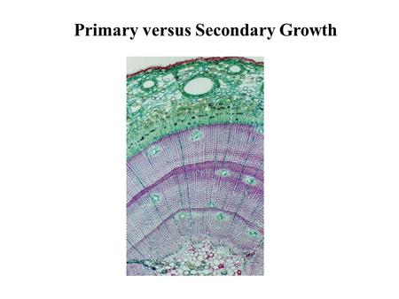 Primary versus Secondary Growth. Origins of Primary Growth: Apical and Primary Meristems.