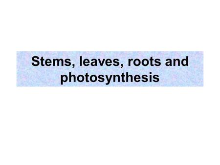 Stems, leaves, roots and photosynthesis