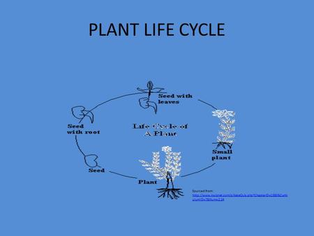 PLANT LIFE CYCLE Sourced from:  ulumID=7&Num=2.24