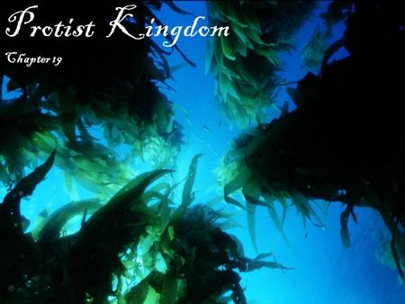 Protist Kingdom Chapter 19.