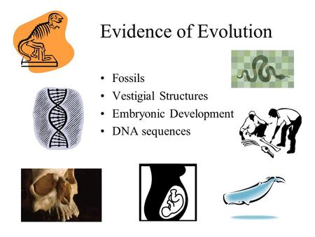 Evidence of Evolution Fossils Vestigial Structures Embryonic Development DNA sequences.