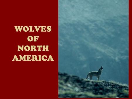 WOLVES OF NORTH AMERICA