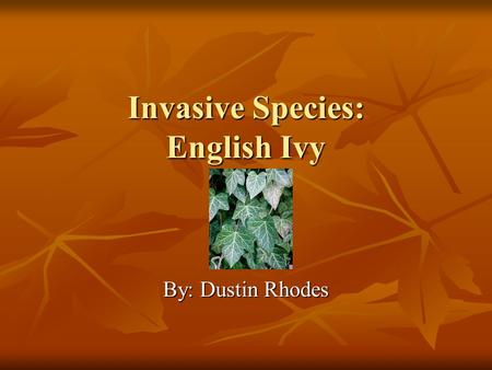 Invasive Species: English Ivy