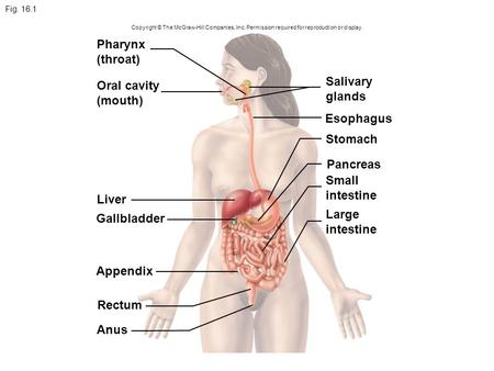 Pharynx (throat) Salivary Oral cavity glands (mouth) Esophagus Stomach