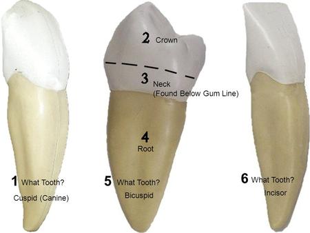 What Tooth? Cuspid (Canine) What Tooth? Bicuspid Incisor Crown Neck (Found Below Gum Line) Root 15 6.