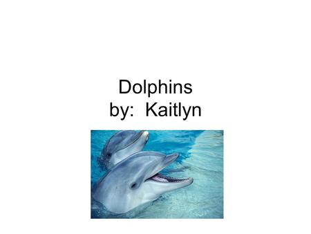 Dolphins by: Kaitlyn. My report is on Dolphins. I chose Dolphins because I love Dolphins. I hope you will enjoy finding out facts about Dolphins.