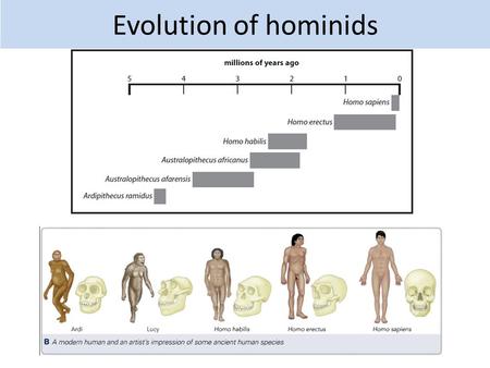 Evolution of hominids. 2.14 Describe the evidence for human evolution, based on fossils, including: a Ardi from 4.4 million years ago b Lucy from 3.2.