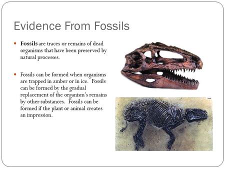 Evidence From Fossils Fossils are traces or remains of dead organisms that have been preserved by natural processes. Fossils can be formed when organisms.