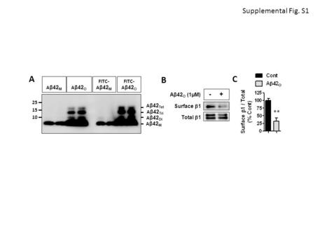 Aβ42 O (1µM) Surface  1 Total  1 A B ** 25 A β42 M FITC- A β42 M A β42 O FITC- A β42 O 15 10 A β42 M A β42 Di A β42 Tri A β42 Tet - + C Supplemental.