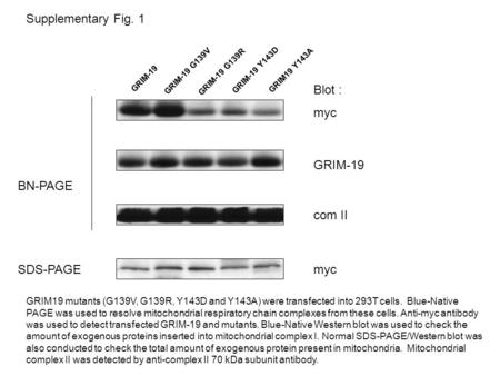 Blot : myc GRIM-19 com II myc BN-PAGE SDS-PAGE GRIM-19 GRIM19 Y143A GRIM-19 Y143D GRIM-19 G139V GRIM-19 G139R Supplementary Fig. 1 GRIM19 mutants (G139V,