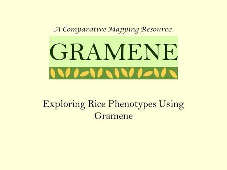 Exploring Rice Phenotypes Using Gramene A Comparative Mapping Resource GRAMENE.