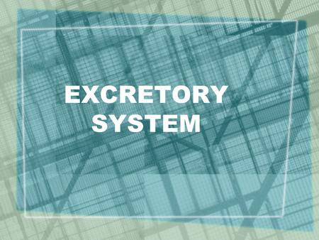 EXCRETORY SYSTEM. 3 FUNCTIONS OF THE EXCRETORY SYSTEM REMOVES WASTES FROM YOUR BLOOD. MAINTAINS THE pH OF YOUR BLOOD. REGULATES THE AMOUNT OF WATER IN.