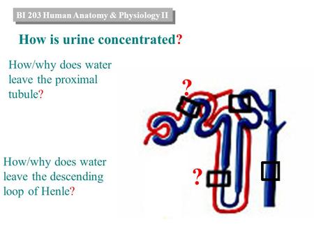 How/why does water leave the proximal tubule? ? How/why does water leave the descending loop of Henle? ? How is urine concentrated? BI 203 Human Anatomy.