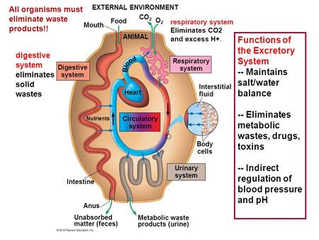 EXTERNAL ENVIRONMENT Mouth Food CO 2 O2O2 ANIMAL Digestive system Respiratory system Circulatory system Urinary system Heart Interstitial fluid Body cells.