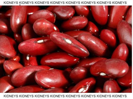 KIDNEYS KIDNEYS KIDNEYS KIDNEYS KIDNEYS KIDNEYS KIDNEYS KIDNEYS.