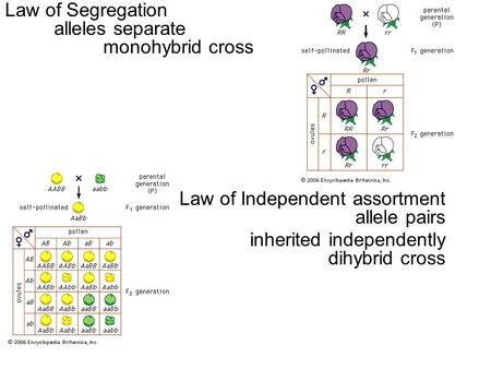 Law of Segregation alleles separate monohybrid cross Law of Independent assortment allele pairs inherited independently dihybrid cross.