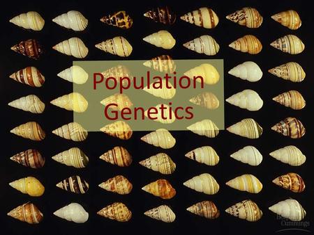 Population Genetics.