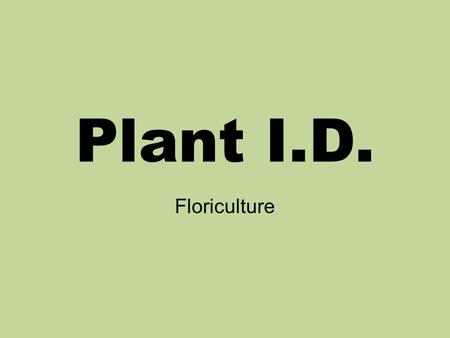 Plant I.D. Floriculture. African Violet Ageratum.