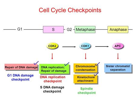 CDK1 Chromosome condensation Sister chromatid separation CDK2 DNA replication; Repair of damage APC DNA replication checkpoint Spindle checkpoint SG2MetaphaseAnaphase.