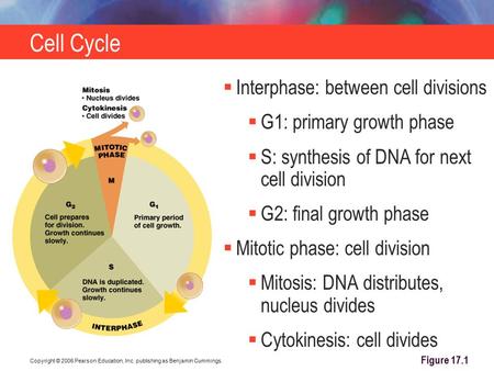 Copyright © 2006 Pearson Education, Inc. publishing as Benjamin Cummings. Cell Cycle Figure 17.1  Interphase: between cell divisions  G1: primary growth.