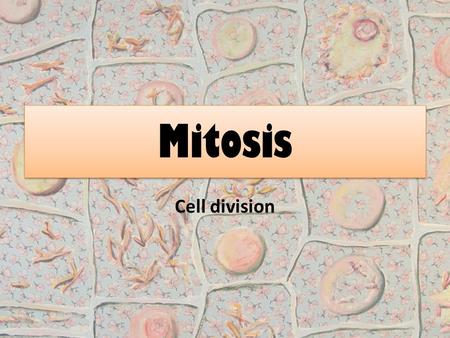 Mitosis Cell division. Agenda Cell cycle Mitosis Overview When things go wrong.