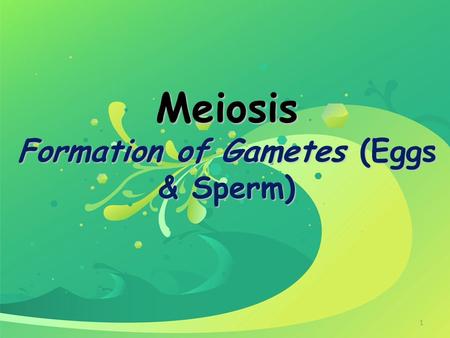 Meiosis Formation of Gametes (Eggs & Sperm)