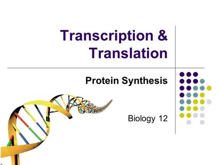 Transcription & Translation