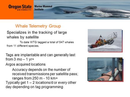 Specializes in the tracking of large whales by satellite To date WTG tagged a total of 547 whales from 11 different species. Whale Telemetry Group Tags.