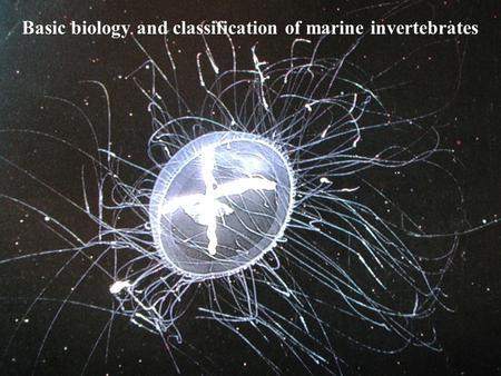 Basic biology and classification of marine invertebrates.