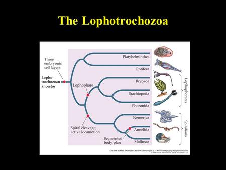 The Lophotrochozoa 1.