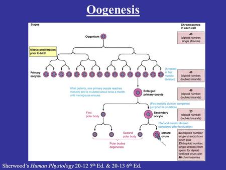 Oogenesis Sherwood’s Human Physiology 20-12 5th Ed. & 20-13 6th Ed.