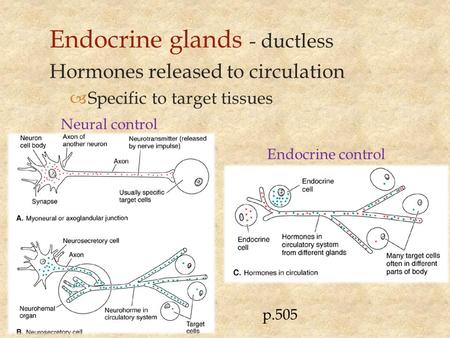 Endocrine glands - ductless Hormones released to circulation  Specific to target tissues Endocrine control Neural control p.505.