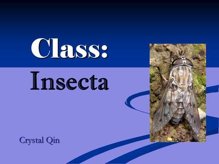 Class: Class: Insecta Crystal Qin. Hey everybody, I’m looking for my perfect mate! I’m unique, special, and sure to keep you on your feet. My class is.